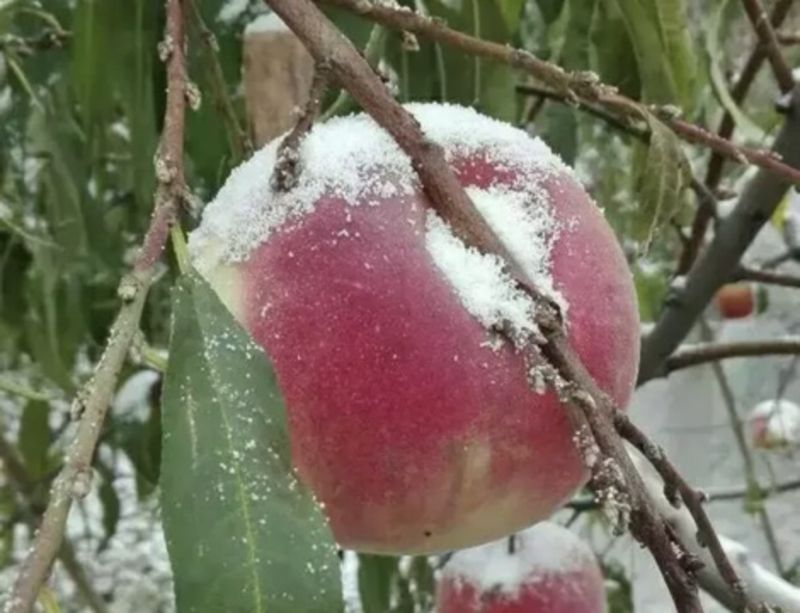 【推荐精品】冬桃苗，晚熟桃品种纯正免费提供种植技术