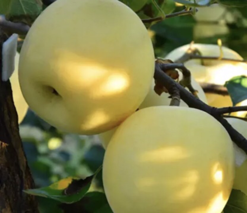 【热销推销】维纳斯黄金苹果苗，品种纯正免费提供种植技术