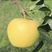 【热销推销】维纳斯黄金苹果苗，品种纯正免费提供种植技术
