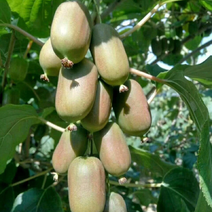 【推荐商品】软枣猕猴桃苗，品种纯正免费提供种植技术