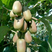 【推荐商品】软枣猕猴桃苗，品种纯正免费提供种植技术