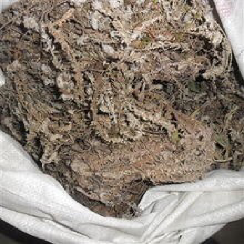 鹿茸草