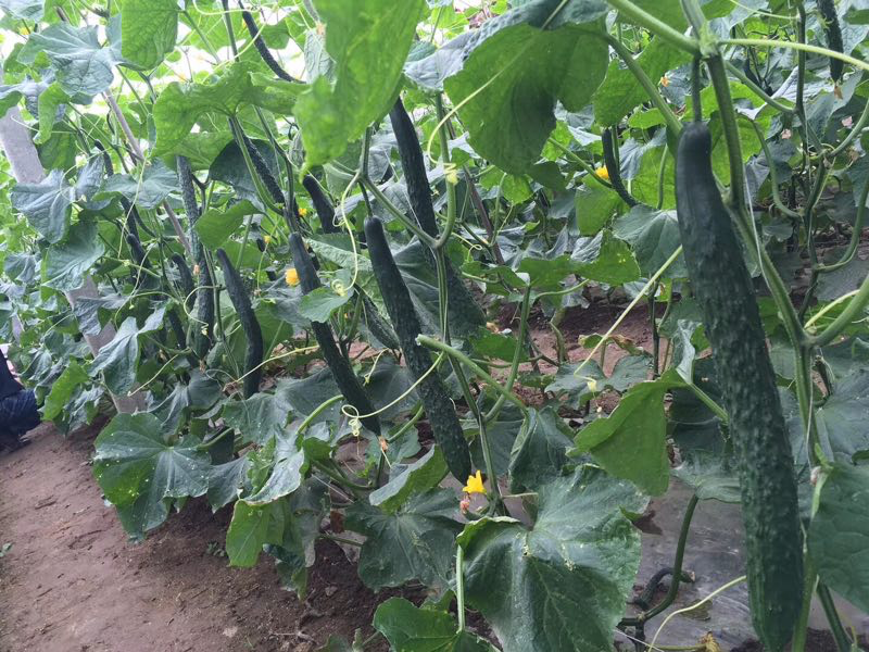 高抗霜霉病白粉病，耐高温露地专用优质黄瓜种子