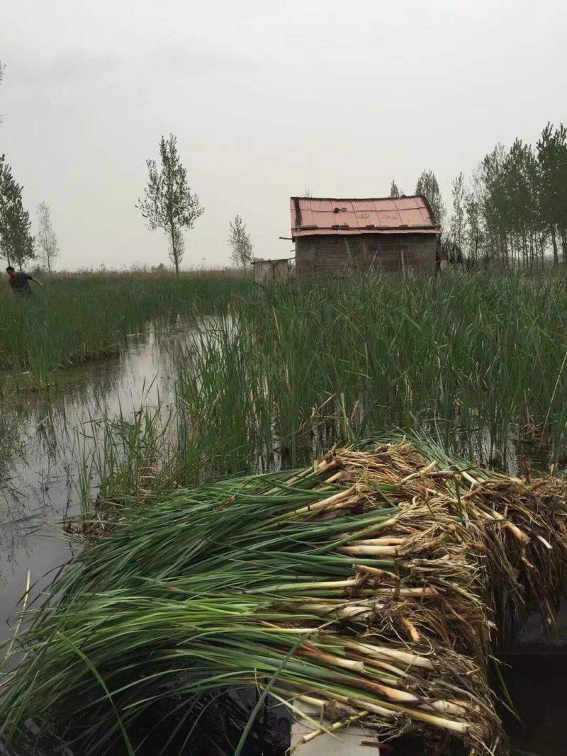 芦苇苗