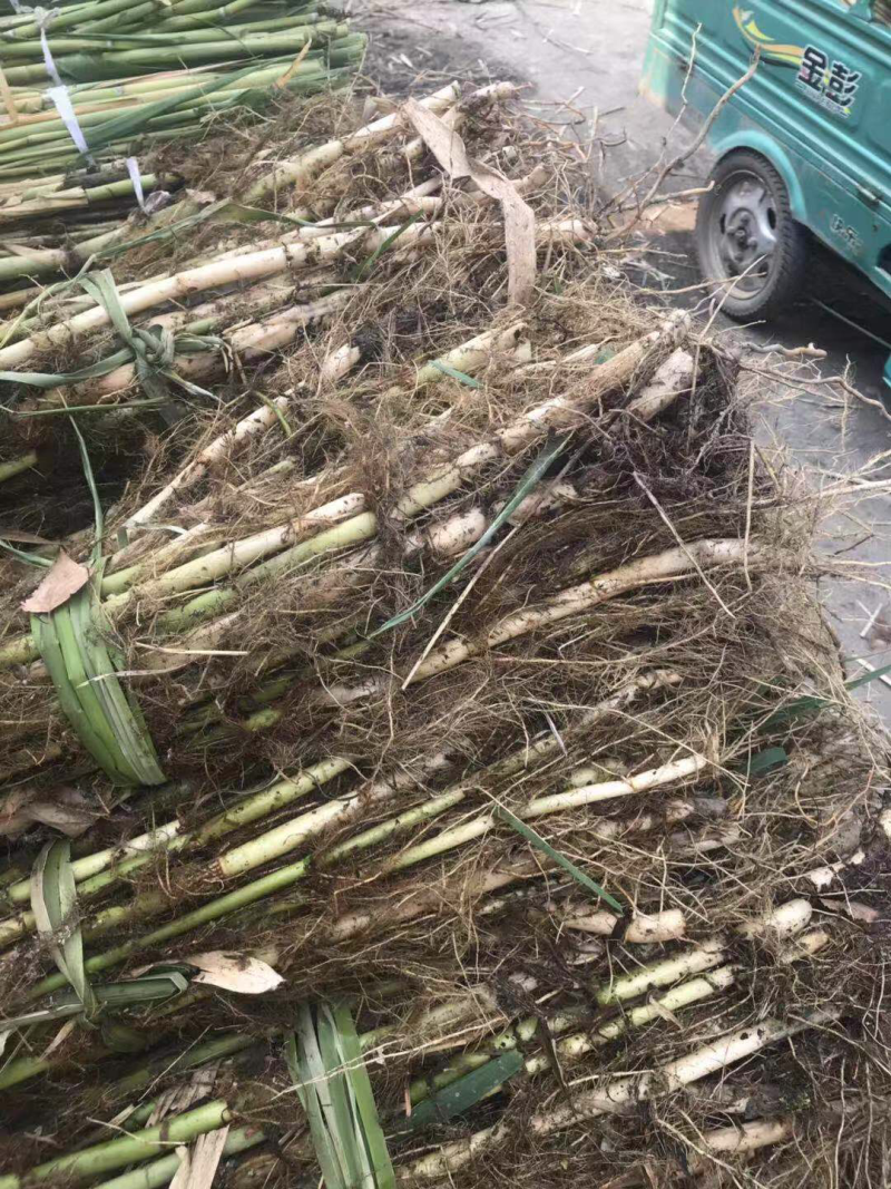 芦苇苗