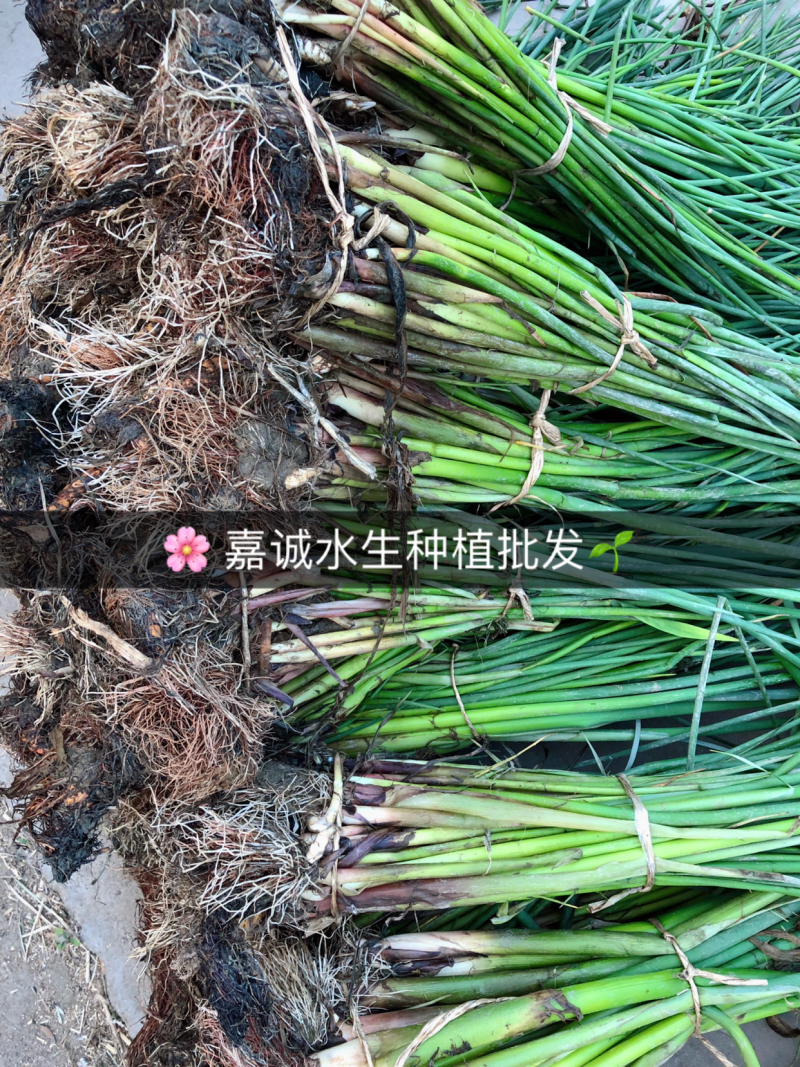 芦苇苗