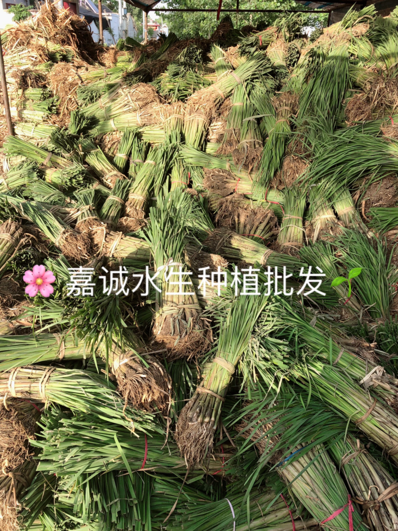芦苇苗