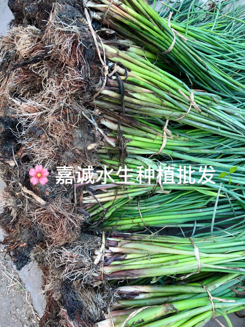 芦苇苗