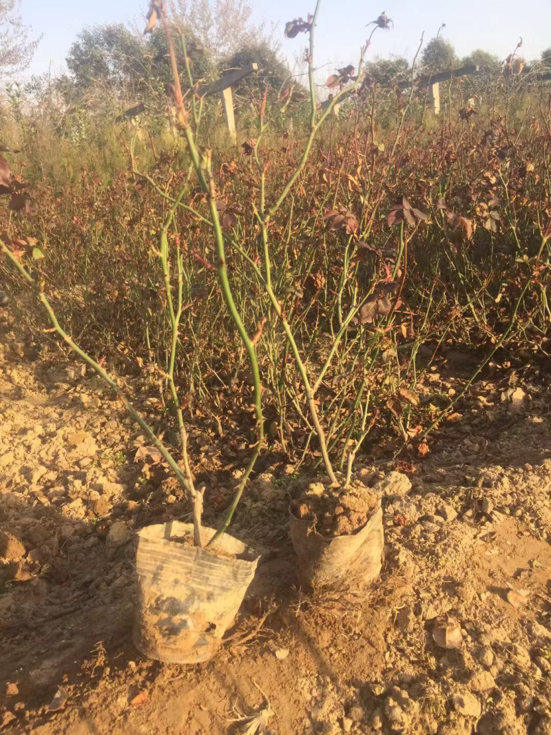 营养杯月季，品种月季，杂花月季