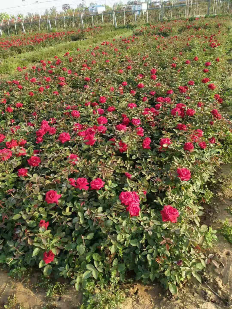 营养杯月季，品种月季，杂花月季