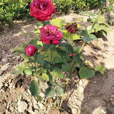 营养杯月季，品种月季，杂花月季