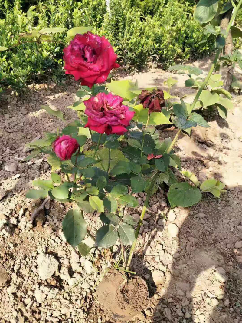 营养杯月季，品种月季，杂花月季
