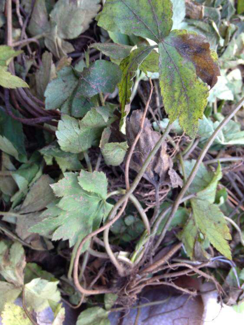 小黑药