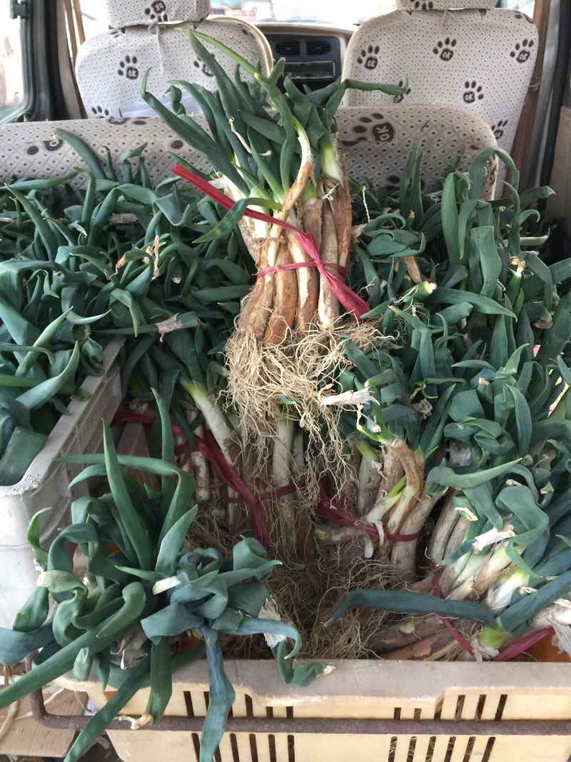 盐碱地鲜葱