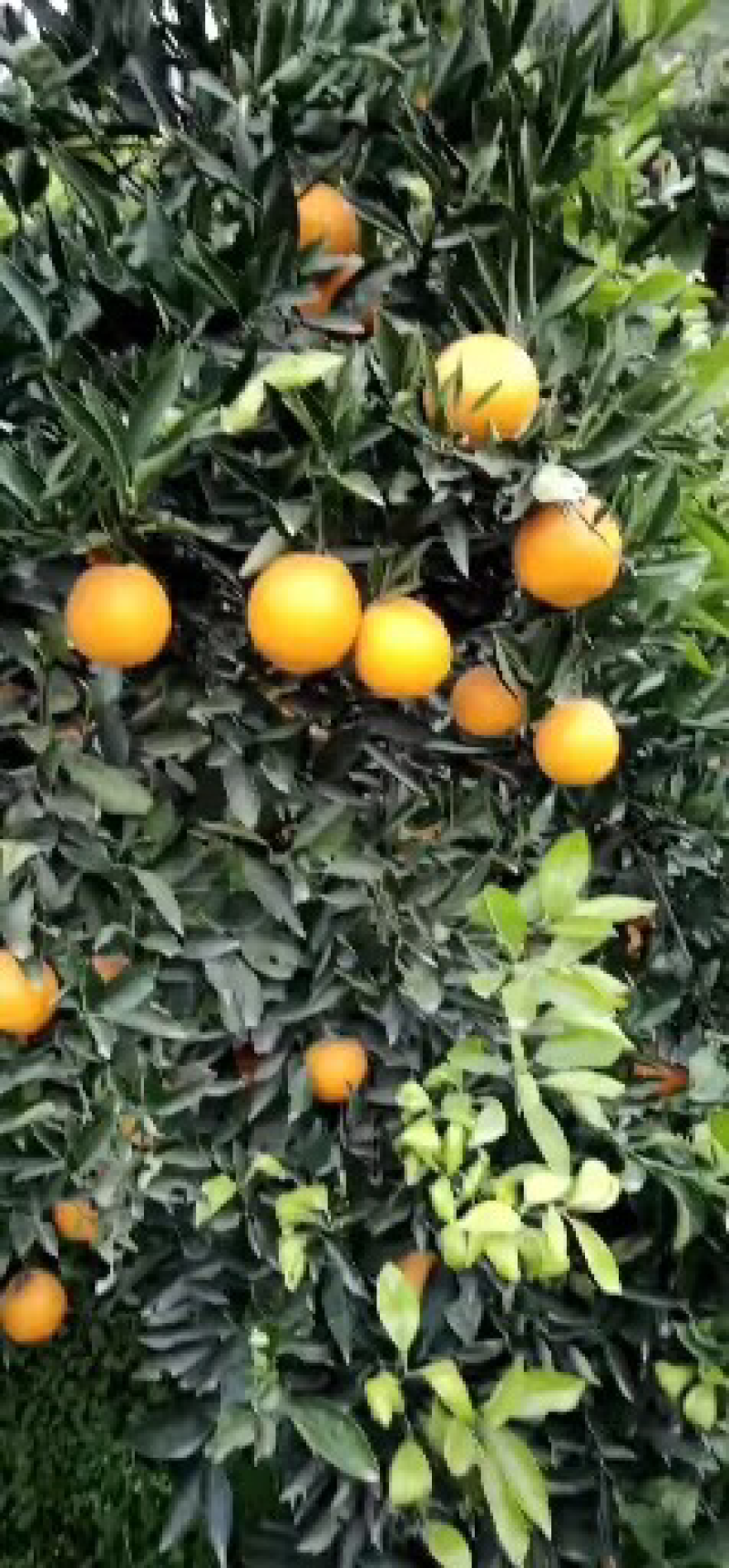 九月红橙可视频在线看货，支持线上保障交易