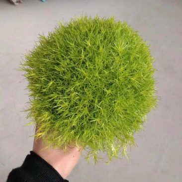 120#珍珠草