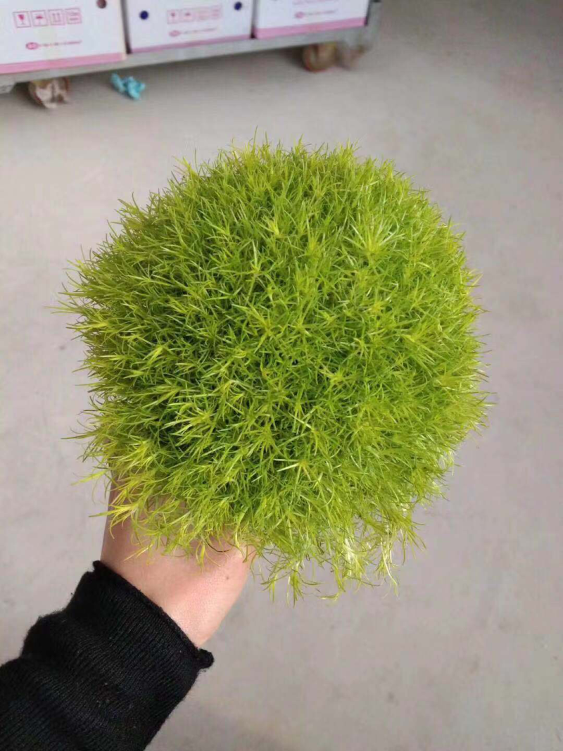 120#珍珠草