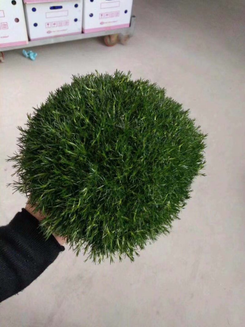 120#珍珠草