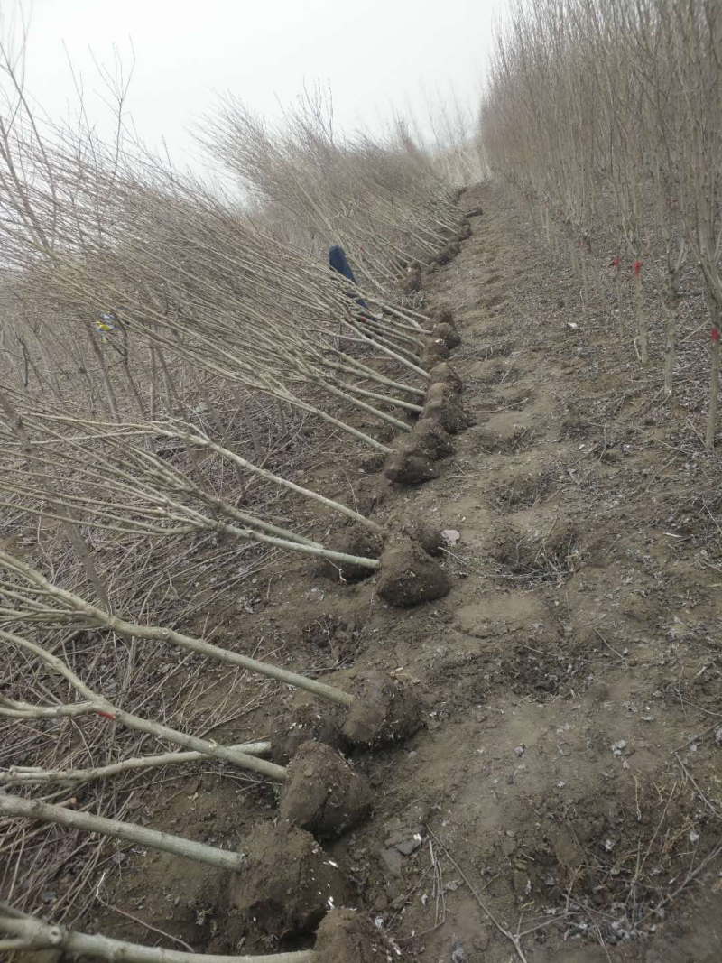 木槿树苗批发南北方种植基地直销室内室外盆栽