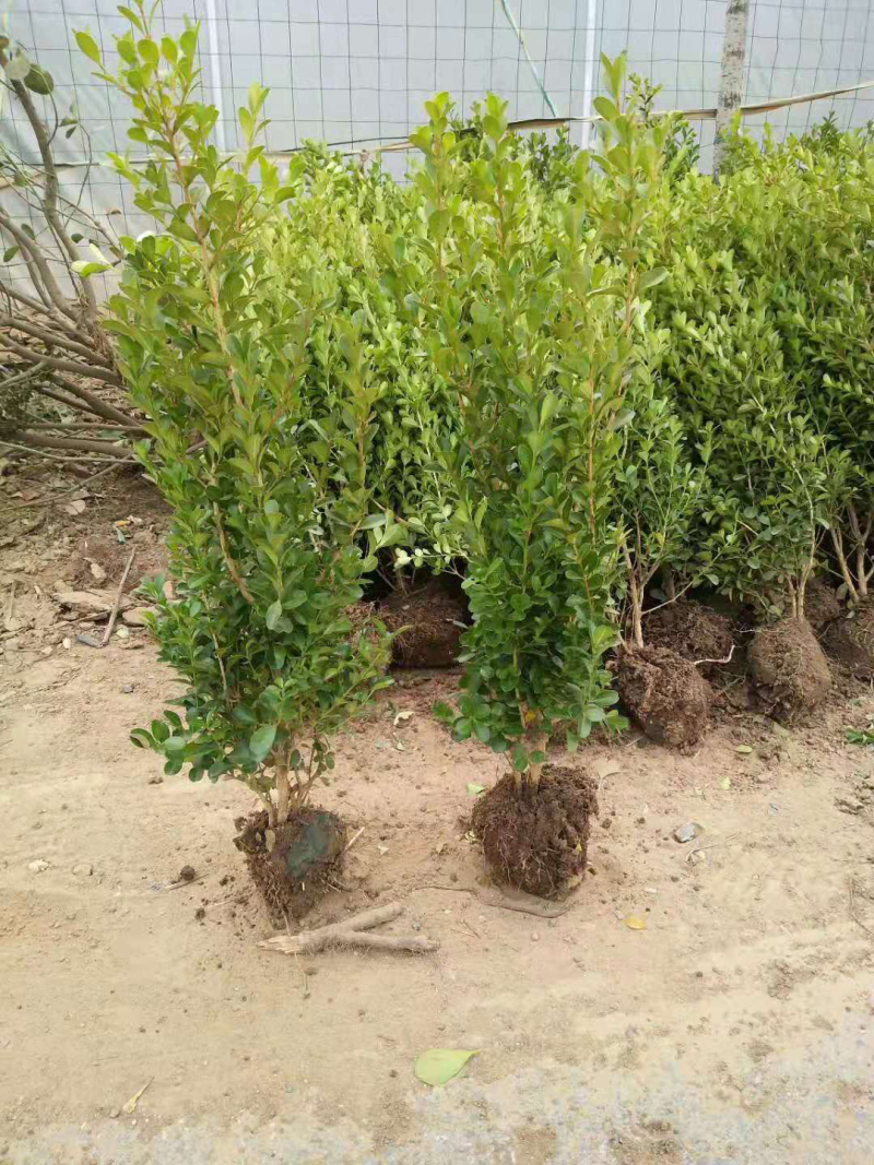绿化苗木，苗木，小叶黄杨，1米～1.5米