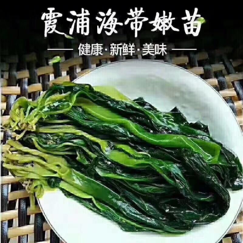海带苗