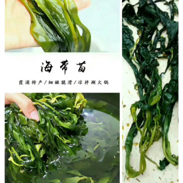海带苗
