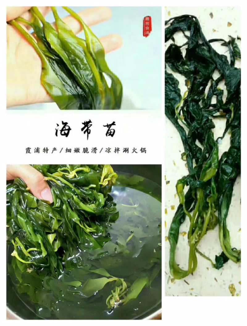 海带苗