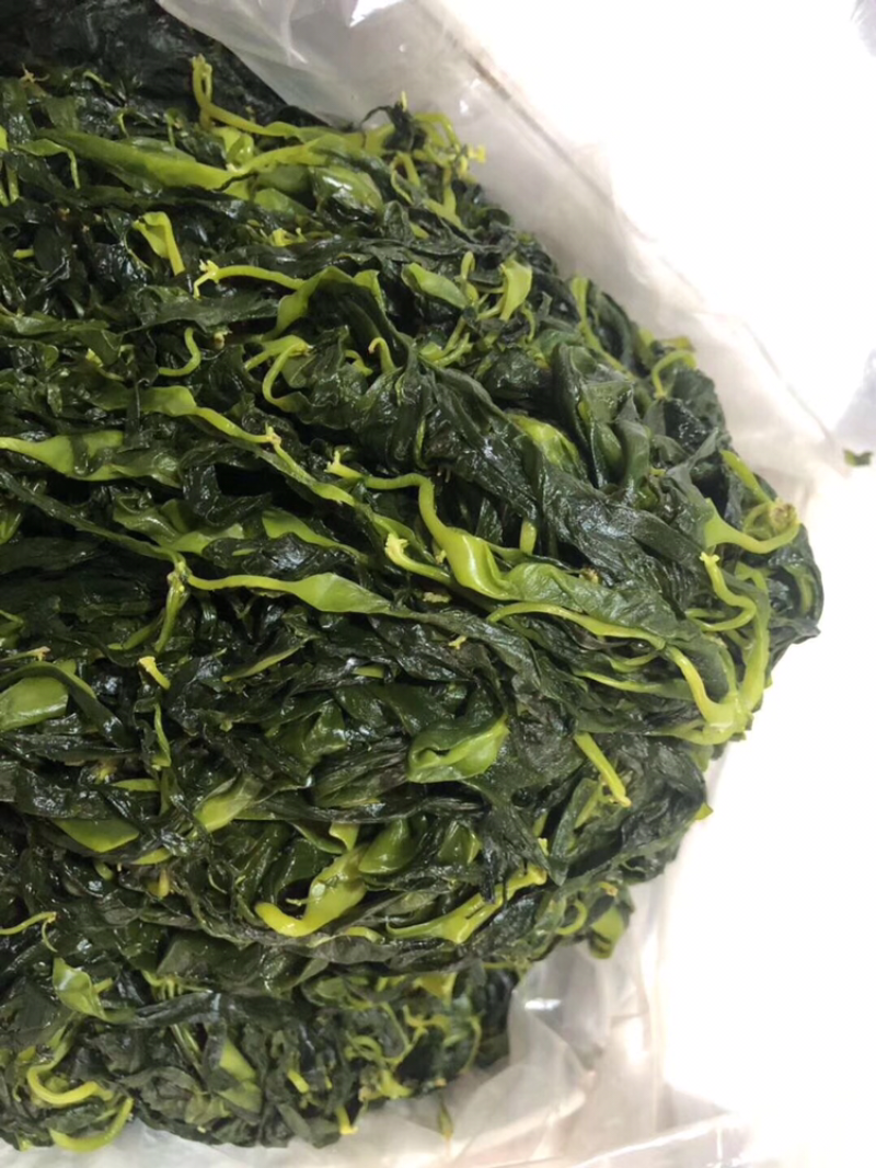 海带苗