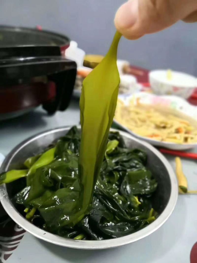 海带苗