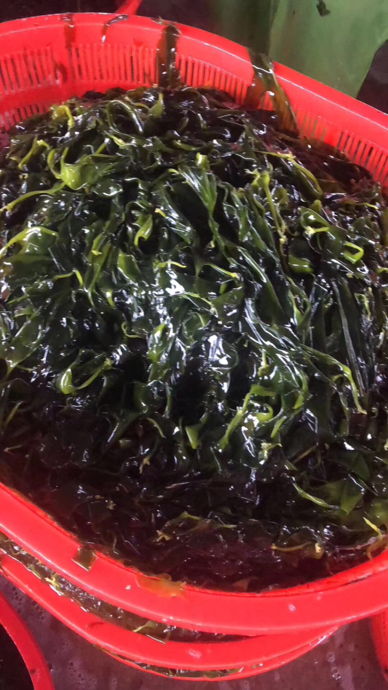海带苗