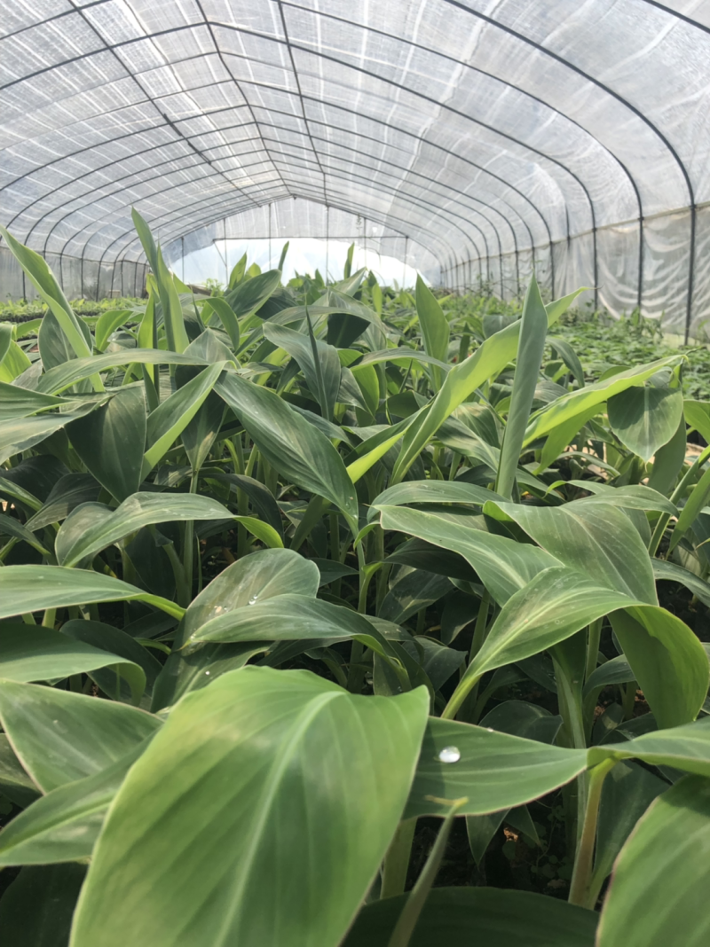 粉蕉苗广粉苗巴西香蕉苗无菌催芽组培试管苗无病毒