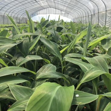 粉蕉苗广粉苗巴西香蕉苗无菌催芽组培试管苗无病毒