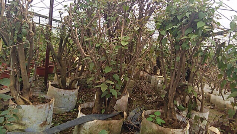 三角梅老树桩