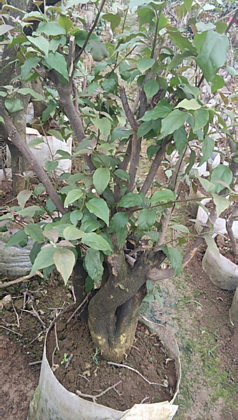 三角梅老树桩