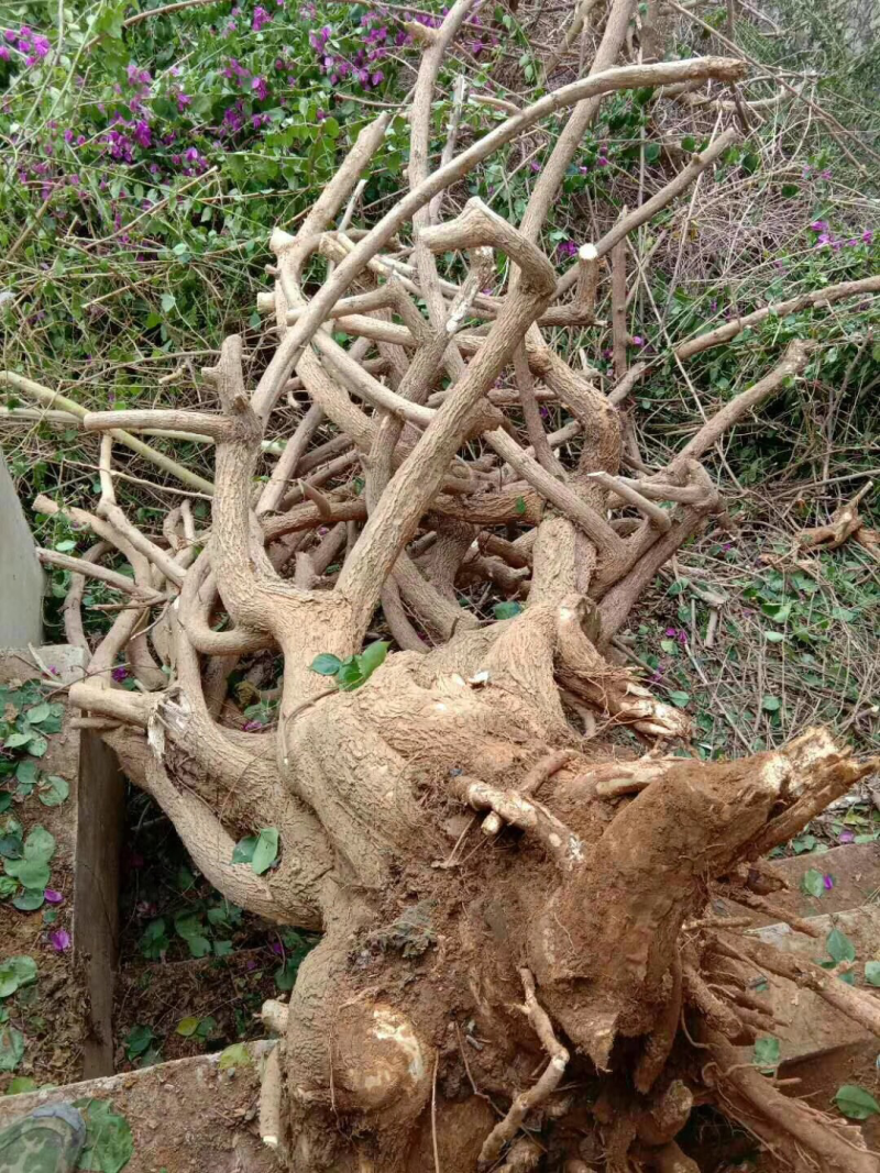 三角梅老树桩