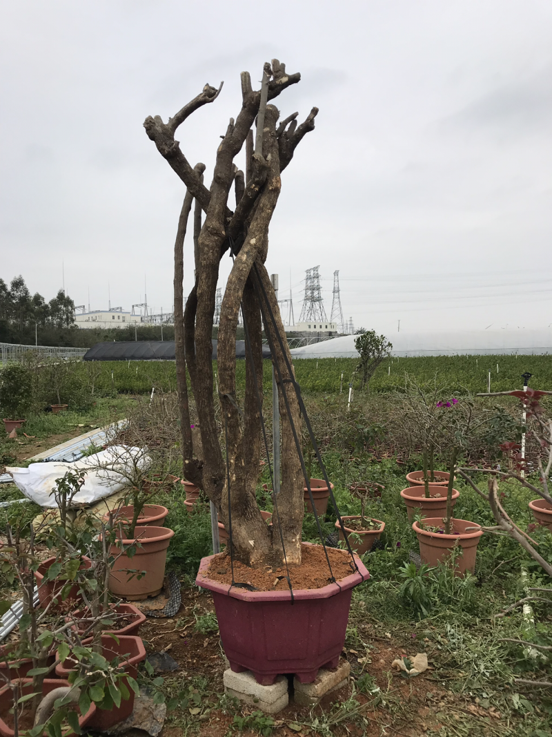 三角梅老树桩