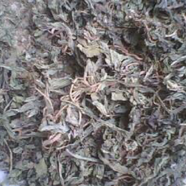 颠茄草