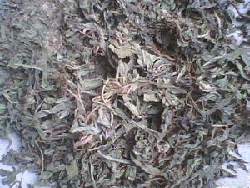 颠茄草