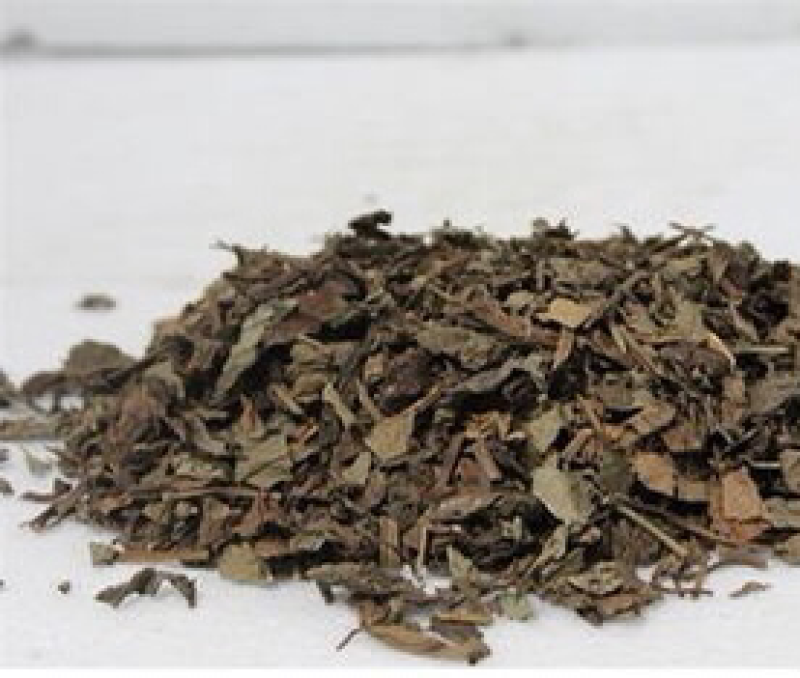 颠茄草
