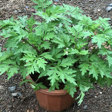 艾草盆栽欢迎选购