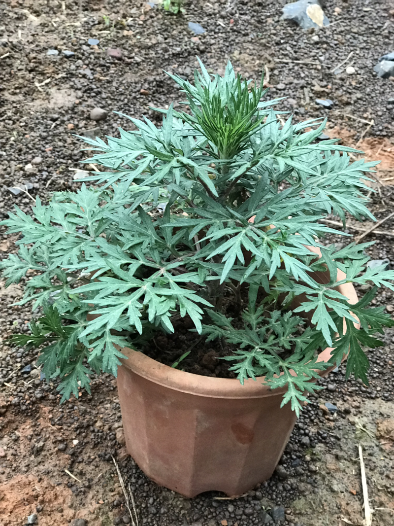 艾草盆栽欢迎选购