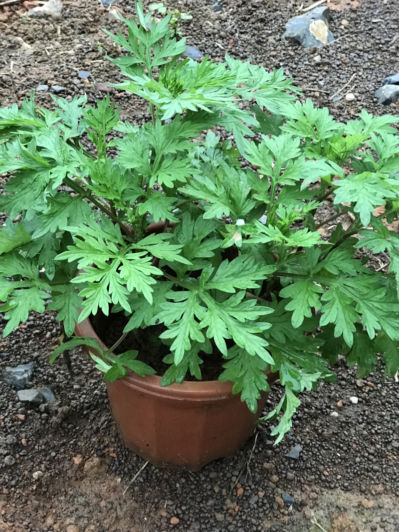 艾草盆栽欢迎选购
