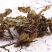 灯盏细辛