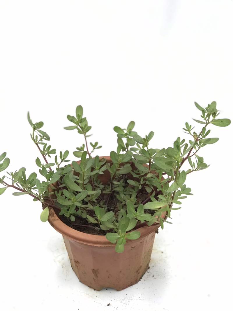 马齿苋马齿菜盆栽清热解毒利尿保健养生菜