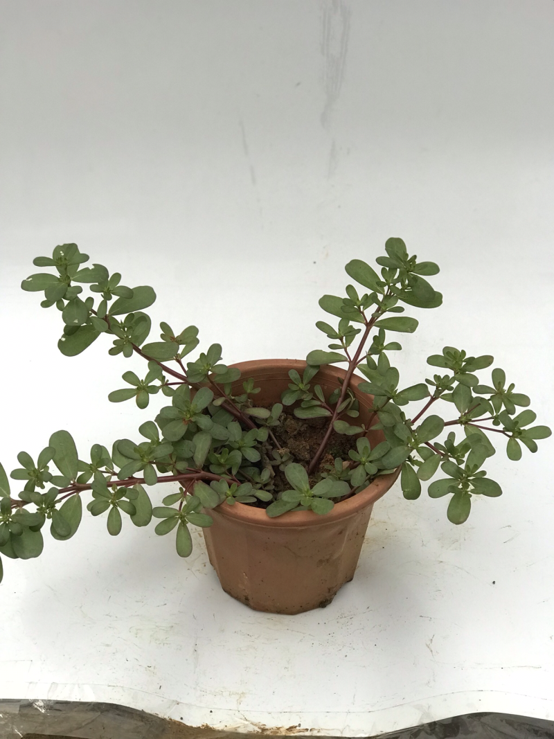 马齿苋马齿菜盆栽清热解毒利尿保健养生菜