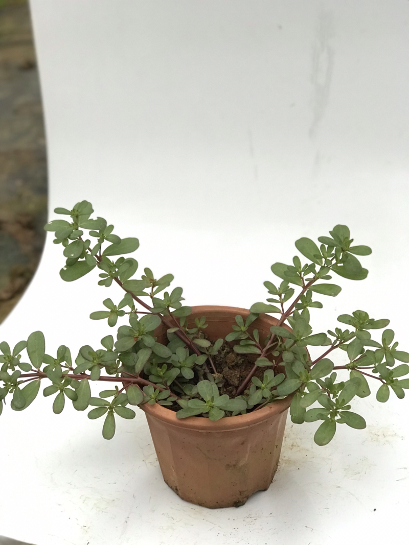 马齿苋马齿菜盆栽清热解毒利尿保健养生菜