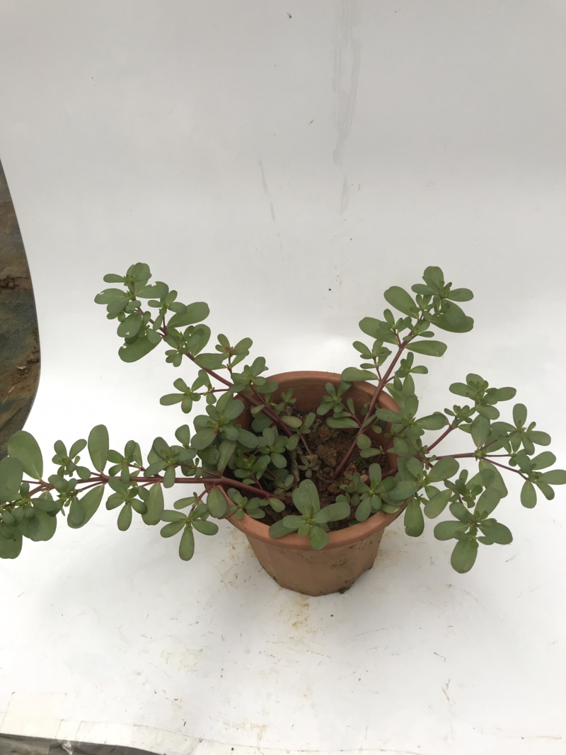 马齿苋马齿菜盆栽清热解毒利尿保健养生菜