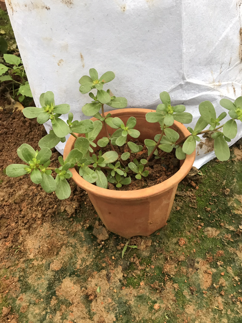 马齿苋马齿菜盆栽清热解毒利尿保健养生菜