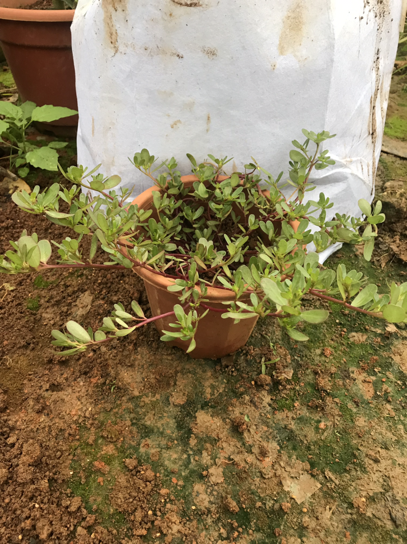 马齿苋马齿菜盆栽清热解毒利尿保健养生菜