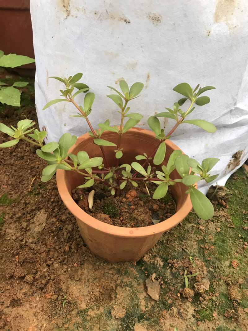 马齿苋马齿菜盆栽清热解毒利尿保健养生菜